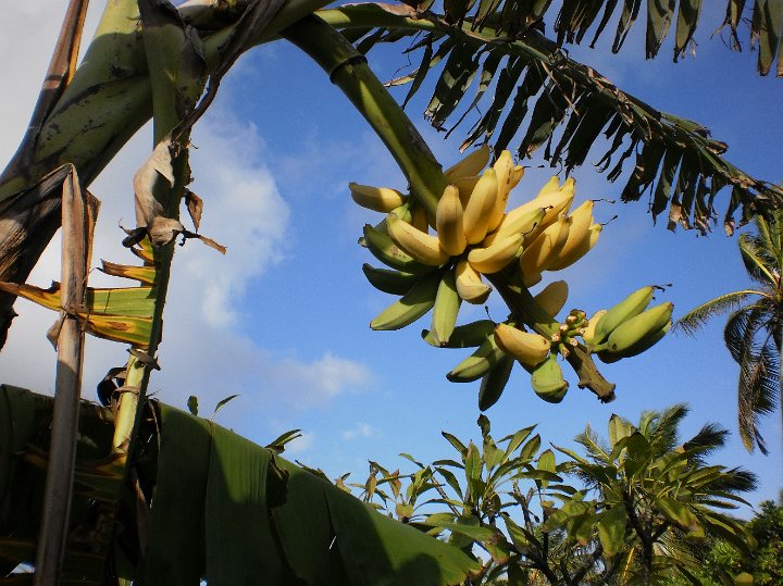 Bananas.JPG - Bananas